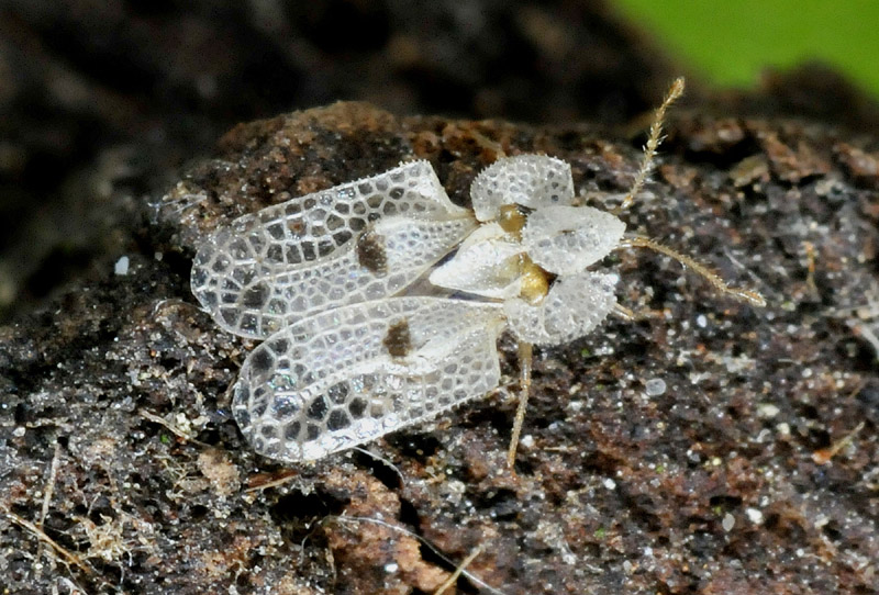 Tingidae:  Corythucha ciliata